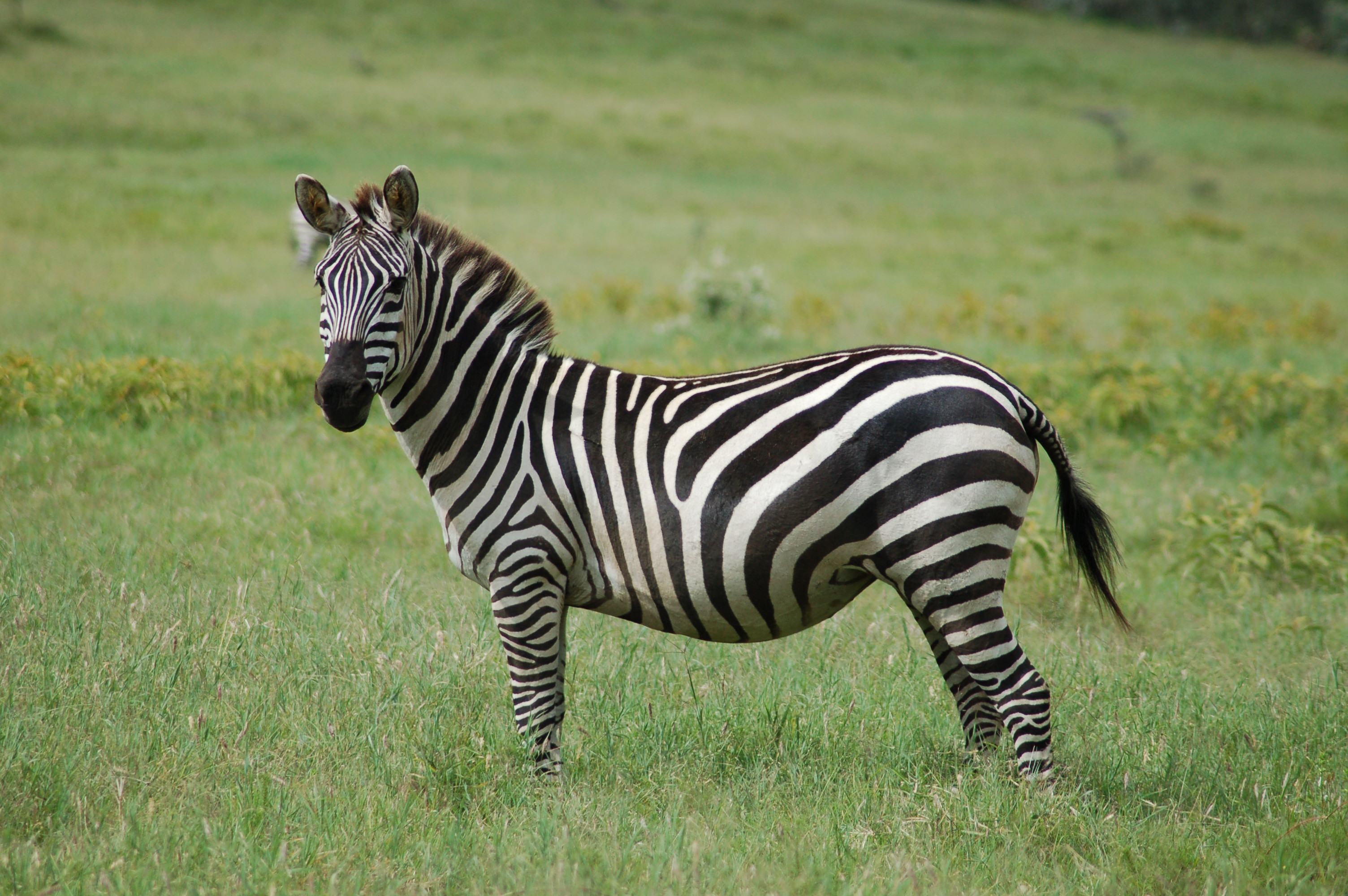 <p>a zebra</p>