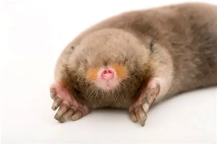 <p>Eastern Mole</p>
