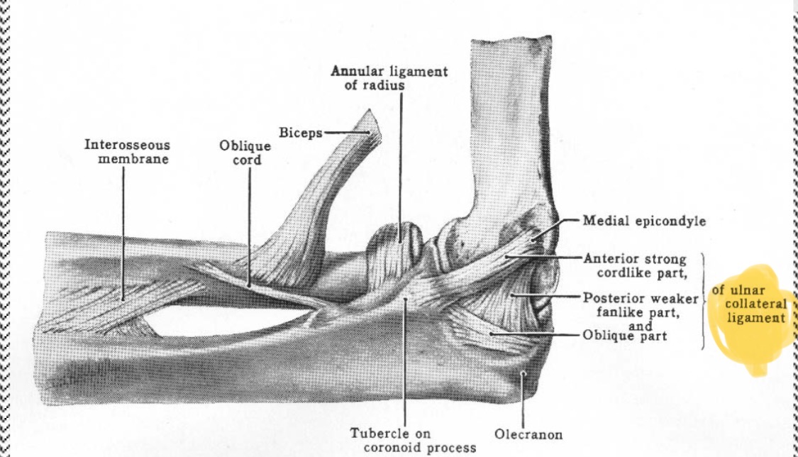 <p>Medial side</p>