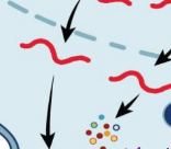 <p>new viral rna is used as genomic rna and to make viral proteins</p>