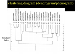 <p>- A dendrogram is a tree‑like diagram that visually represents the hierarchical clustering of objects, showing how individual items or groups merge at different levels of similarity, </p><p>- An orphenogram is a similar diagram used in genetics to depict the evolutionary relationships (clades) among organisms.</p>