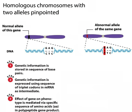<ul><li><p>When the diploid number of chromosomes (2n) is reconstituted in a fertilized ovum, one chromosome in each pair came from the mother, and the other came from the father - these are called homologous chromosomes. Each pair in this genetic sampling of a human cell is a homologous pair</p></li></ul><p>Each of the two homologues contains genes that control the same traits (make the same proteins), though they do so with individual variation characteristic of our species</p><ul><li><p>Alternative forms of a gene that code for the same trait and are at the same location on homologous chromosomes are called alleles</p></li></ul><p></p>
