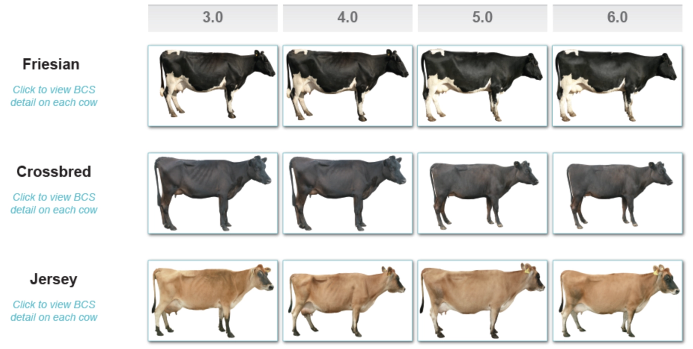 <p><u>Features:</u></p><ol><li><p>Spine</p></li><li><p>Short ribs</p></li><li><p>Long ribs</p></li><li><p>Hips</p></li><li><p>Pins</p></li><li><p>Rump</p></li><li><p>Tail height</p></li><li><p>Thigh</p></li></ol><p><u>Ideal:</u> 5 (5.5 for heifer) at calving</p><img src="https://assets.knowt.com/user-attachments/e38db492-5588-453c-bb89-e3ce585b638e.png" data-width="75%" data-align="center"><p></p>