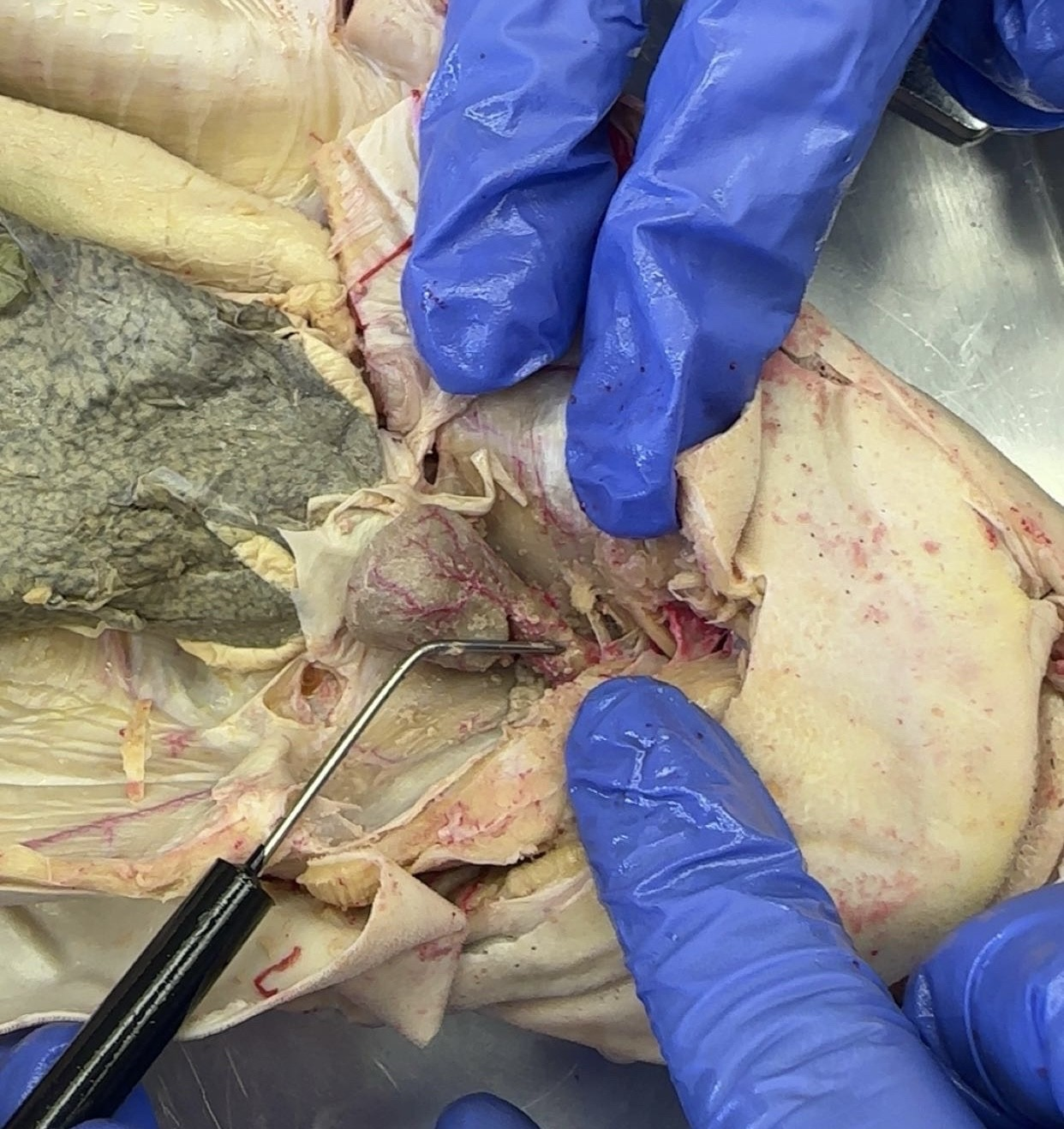 <p>what is this?</p>