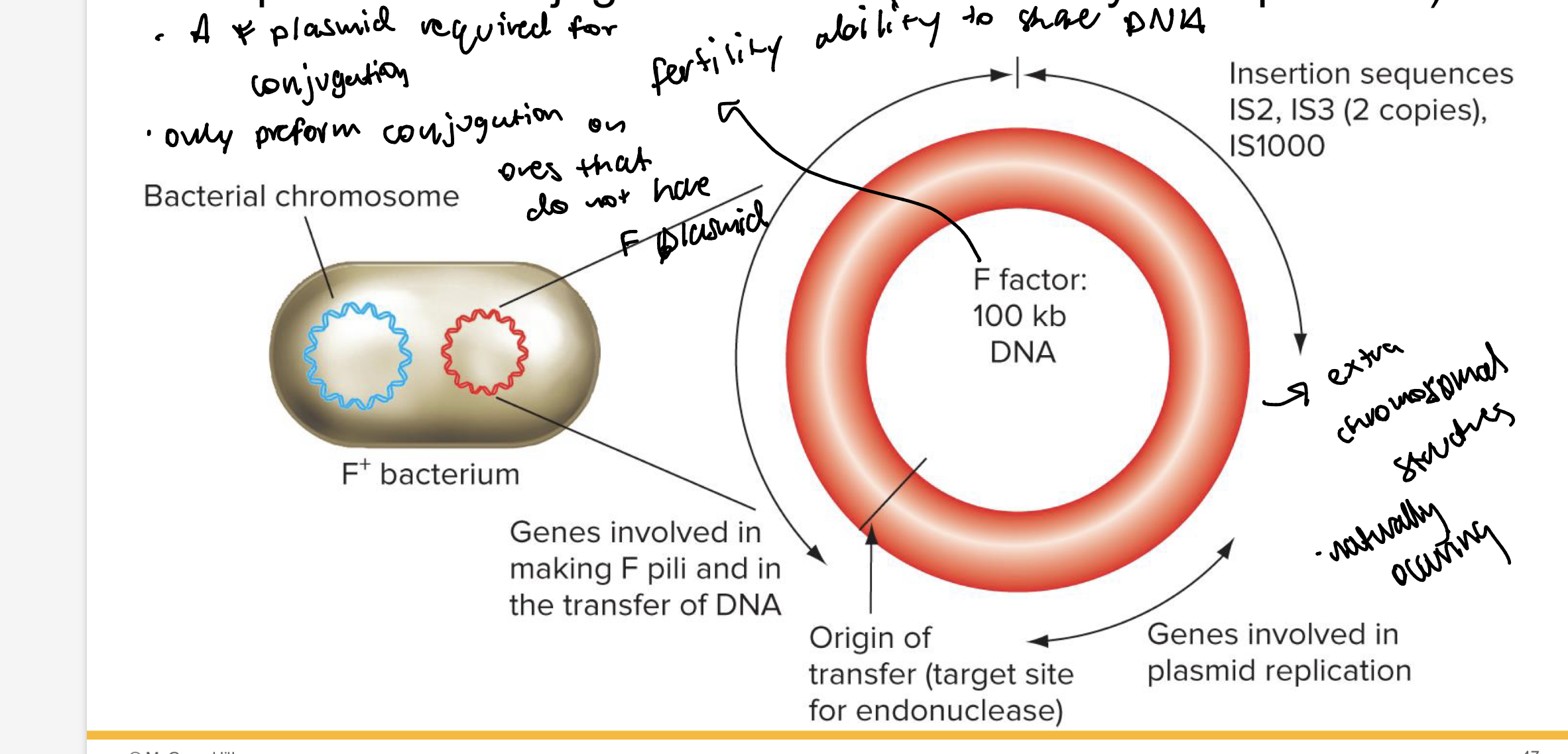 <p>Donors for conjugation are F+ (carry an F plasmid)</p><p>recipients for conjugation are F- (don’t carry an F plasmid)</p>
