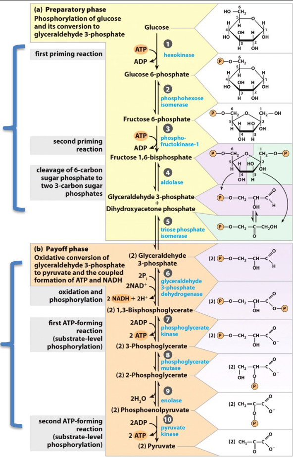 <p><u>preparatory phase (</u>glucose → G3P) - Sets up glucose as a higher energy substance prepped for -lysis and eventual extraction of energy: An up front investment of 2 ATP</p><p><u>payoff phase</u> (G3P → Pyruvate)- Rearranges carbons to</p><p>form strong phosphate donors to</p><p>phosphorylate ADP; Reap a 100%</p><p>return on ATP investment, with some</p><p>NADH as a bonus</p>