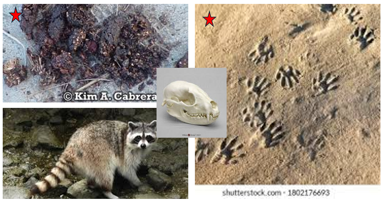 <p><span><span>Five slender toes that are slightly bulbous on the ends, scat is black and even in diameter with blunt ends</span></span></p>