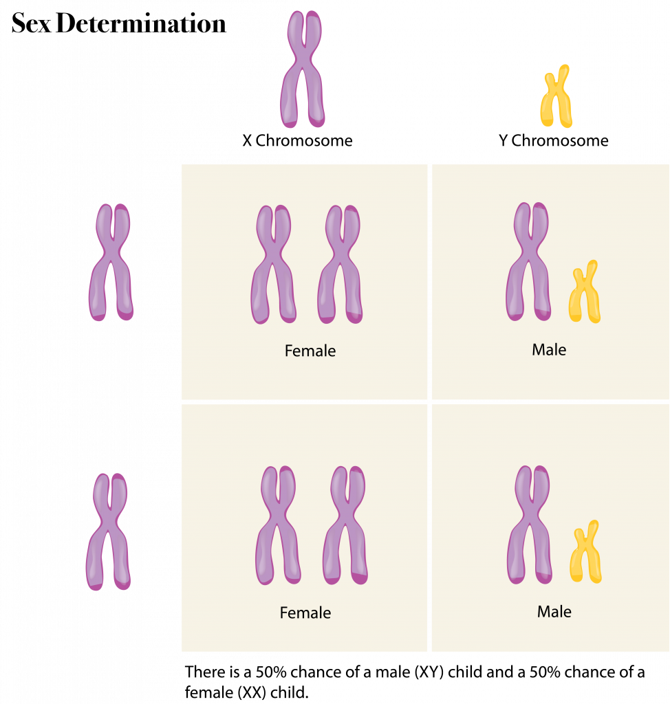 <p>The 23rd pair of chromosomes that determines sex; Females = XX, Males = XY.</p>