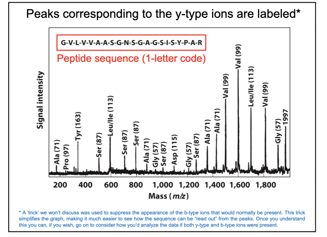 <ul><li><p>we are seeing y-type ions </p></li><li><p>if peptide isn’t broken then will have largest mass (right side of graph)</p></li><li><p>if next signal is says Gly(57), that means a Glycine was lost </p></li><li><p>read amino acid sequence from right to left</p></li></ul><p></p>