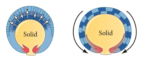 <p>surface sheet of cells spread out and expand to cover the entire embryo</p><ul><li><p>primarily forms ectoderm</p></li></ul><p></p>