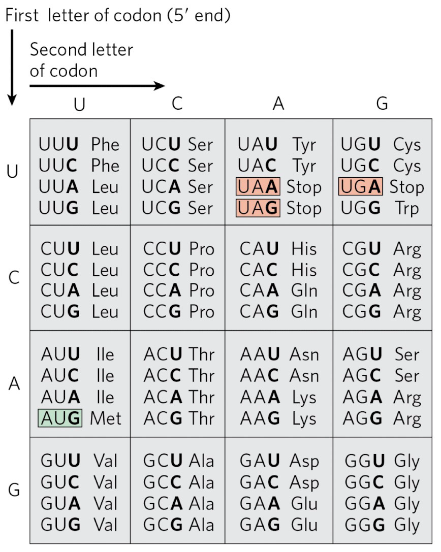 <p>Same in prokaryotes and eukaryotes</p><p>64 possible codons</p><p><strong>Degenerate</strong>: Most AAs are encoded by more than one codon (Except M and W)</p><p>AUG is the start codon</p><p>Three stop codons (UAA, UAG, and UGA); They do not code AAs</p>