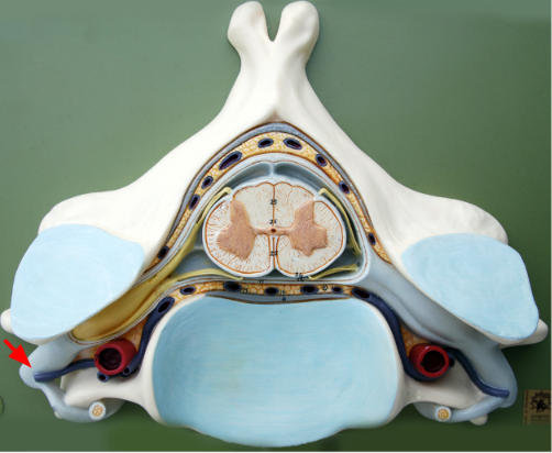 <p>Contains sensory axons of the dorsal root and the motor axons of the ventral root and is therefore considered a mixed nerve</p>