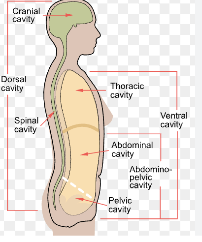 <ul><li><p>nervous structures </p></li></ul><ol><li><p>cranial cavity </p></li><li><p>spinal cavity </p></li></ol><p></p>