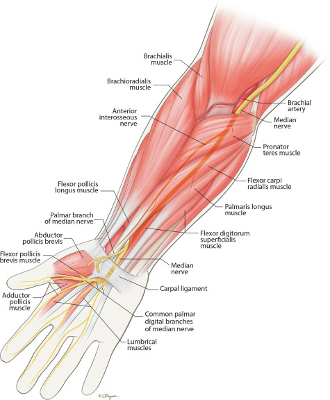 <ul><li><p>function: Flexes hand; adducts hand at the wrist</p></li></ul><p></p><ul><li><p>innervation: Ulnar Nerve (C8-T1)</p></li></ul><p></p>
