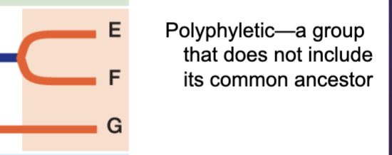 <p>Group does not include common ancestor</p>