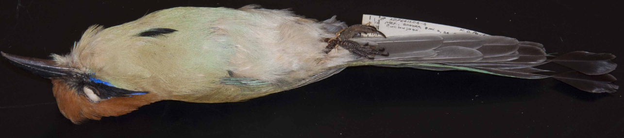 <p>Motmot</p>
