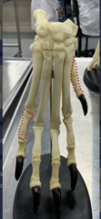<p>What is the bone marked on the right?</p>