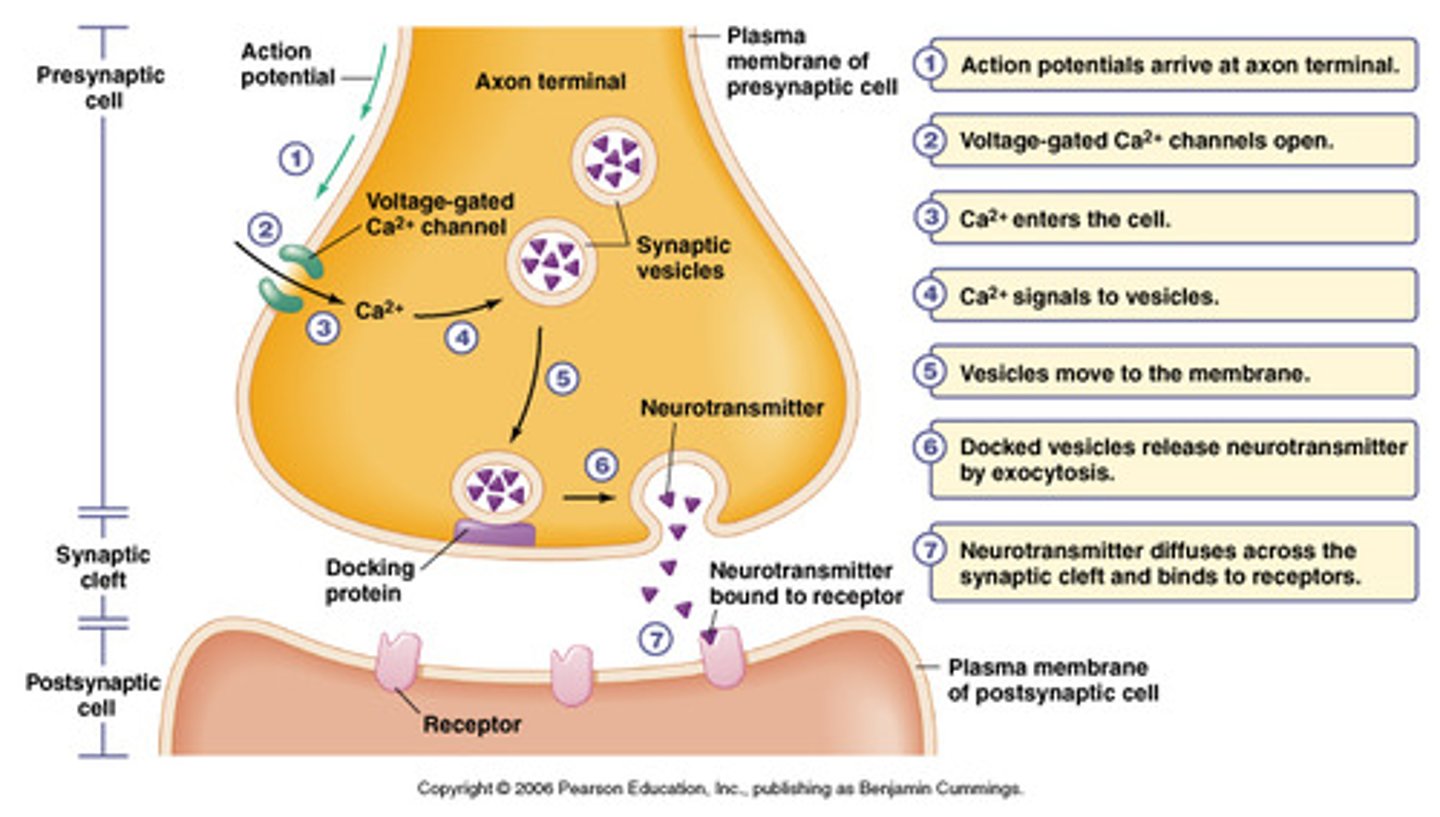 <p>Uses neurotransmitters</p>