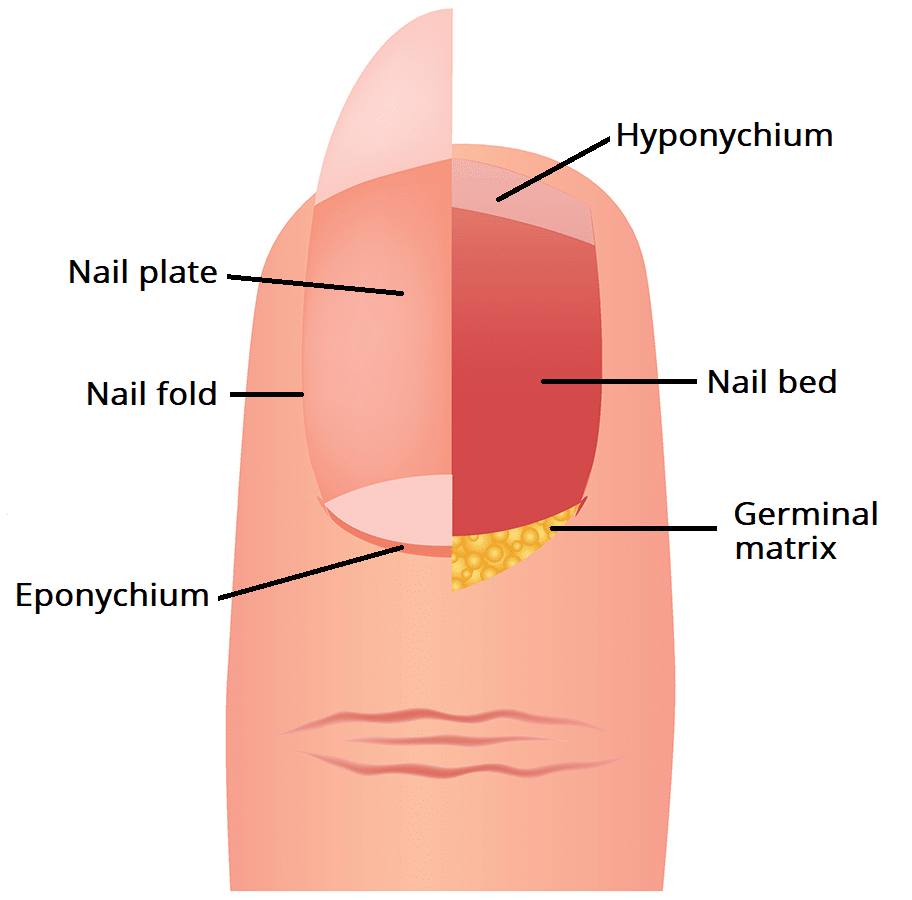 <p>Nail plate</p>