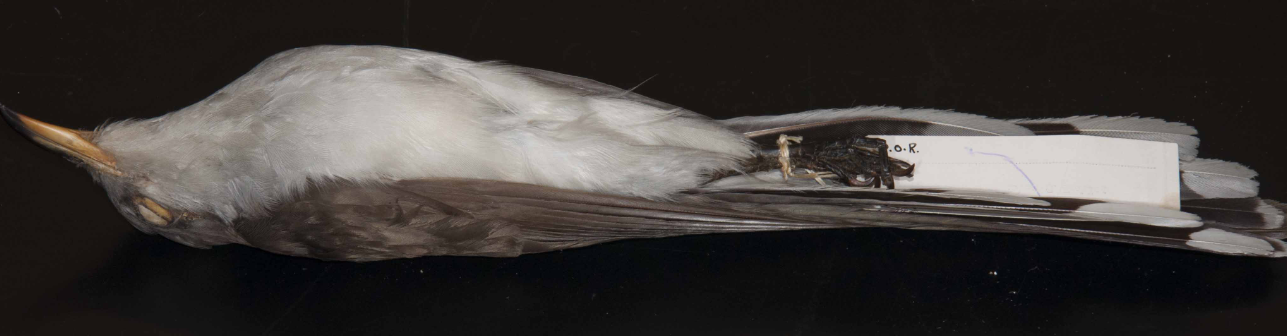 <p>Cuckoo</p>