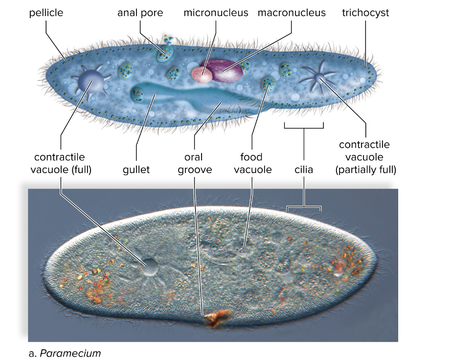 <p>largest group of protozoans</p><ul><li><p>All have cilia, which are hairlike structures that rhythmically beat</p></li><li><p>Most are freely motile, but some can be anchored</p></li><li><p>rotate as they move </p></li><li><p>use cilia to also help them eat </p></li><li><p><em>Paramecium </em>is the most widely known ciliate</p></li><li><p>Visible <strong>contractile vacuoles</strong> which help maintain water balance w environment</p></li><li><p><em>Macronucleus</em>—produces mRNA and directs metabolism</p></li><li><p><em>Conjugation</em>—a form of sexual reproduction</p></li><li><p><em>Micronucleus</em> plays a role</p></li></ul><p></p>