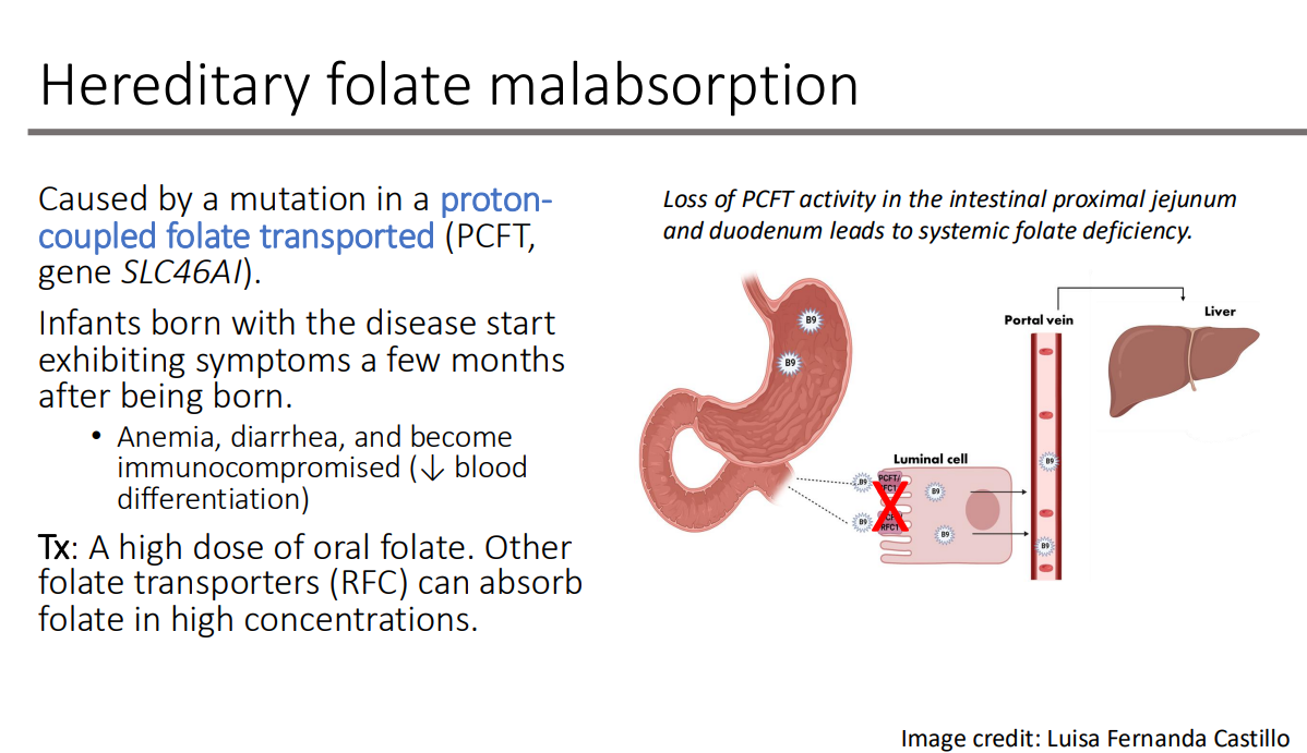 <p>A high dose of oral folate. Other folate transporters (RFC) can absorb folate in high concentrations.</p>