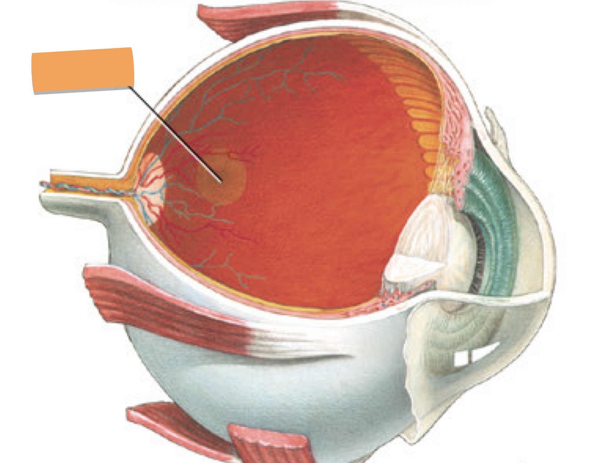 term image