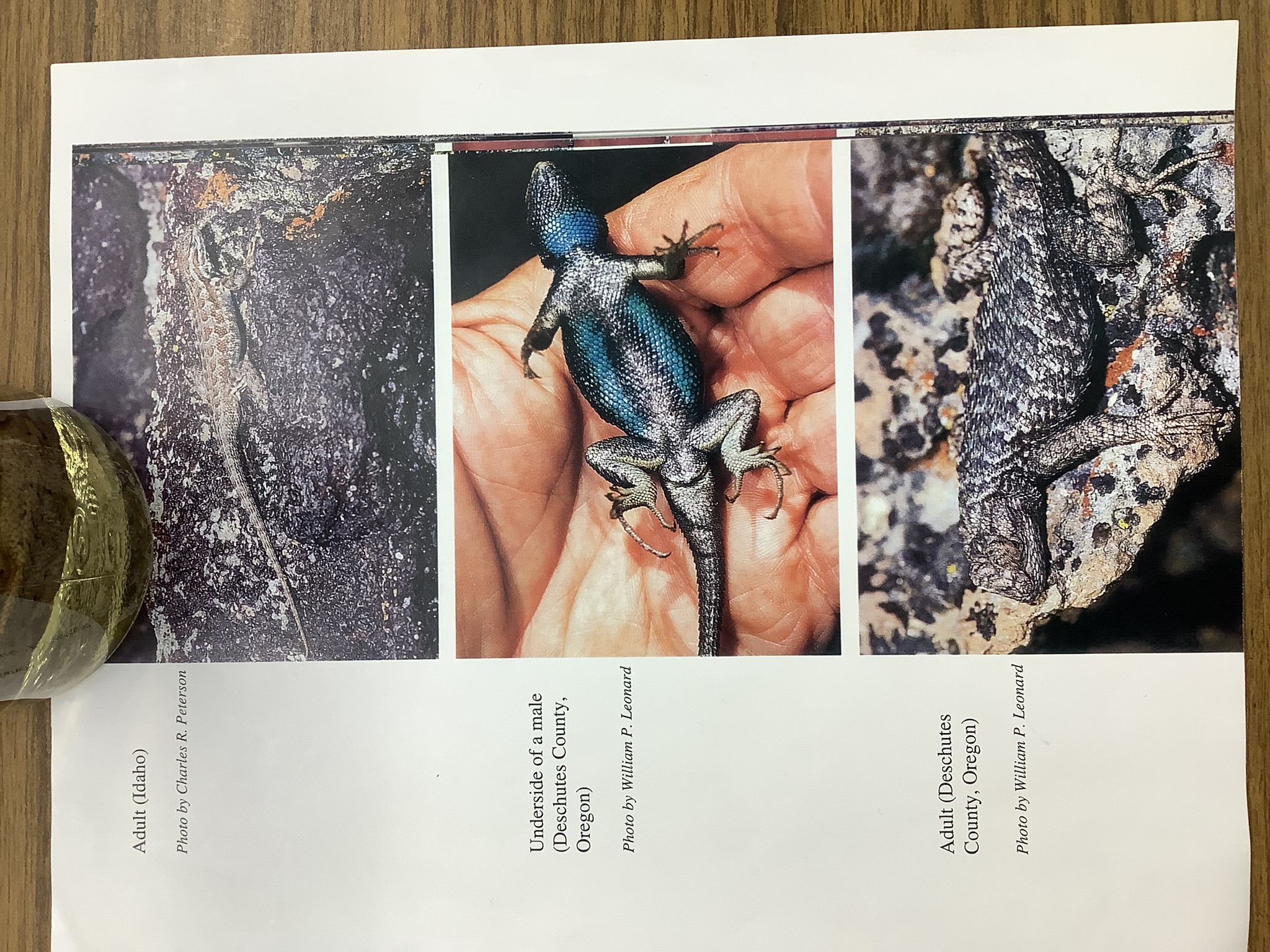 <p>Class Reptillia </p><p>Order Squamata </p><p>Western fence lizard </p>