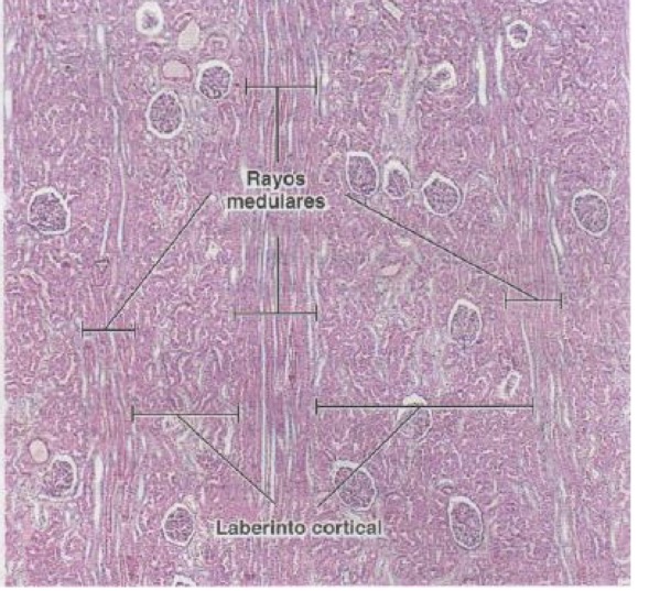 <p>Structures originating in the medulla that extend into the cortex and lack renal corpuscles.</p><p>They divide the cortex in small areas</p>