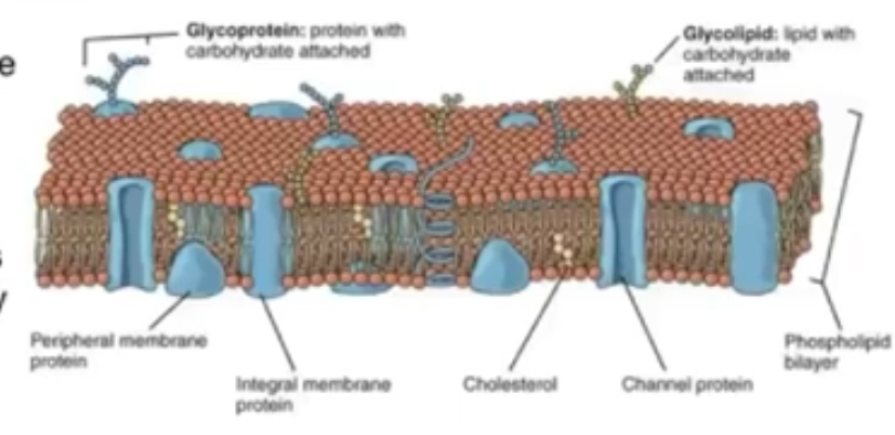 <p>Extrinsic (peripheral) proteins  mechanical support, make glycoproteins and glycolipids.  Function = cell recognition, act as receptors </p><p>Intrinsic (integral) proteins = protein carriers/ channels involved in transport of molecules across membranes </p><p>Protein channel form tubes filled water to enable water soluble ions to diffuse </p><p>Carrier proteins = bind to other ions and larger molecules, like glucose and amino acids, and change shape ro transport them to other side of membrane </p>
