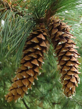 <p>Western white pine:</p><p>White pine blister rust</p><p>Cascade mountains</p>
