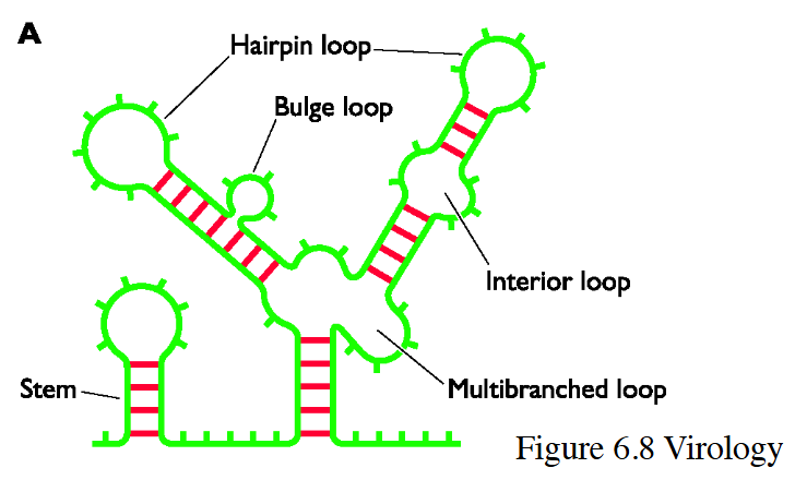 <p>Viral RNA secondary shape = Unique to virus</p>