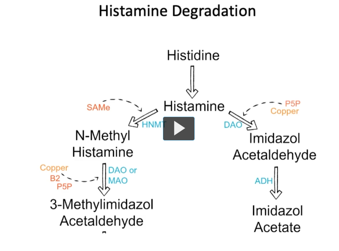 <p><u>Histamine Degradation</u></p><p>Looking at this figure, we can see that <strong>Histamine</strong> is <strong>inactivated</strong> by <strong>methylation </strong>(<strong>Histamine N-Methyltransferase (HNMT)</strong> and <strong>oxidation (diamine oxidase (DAO)</strong>, via </p><p>Histidine (Histine decarboxylase)<br>↓<br>Histamine</p><p><strong>Left pathway:</strong></p><p>(<strong>Histamine N-Methyltransferase (HNMT)</strong>  inactivates Histamine (using SAMe as a methyl donor) → N-methyl histamine. </p><p>N-methyl histamine (DAO <u>or</u> MAO, Copper, B2, P5P) →  3-Methylimidazol Acetaldehyde</p><p><strong>Right pathway:</strong></p><p>HIstamine (<strong>DAO</strong>, P5P, Copper) → Imidazol Acetaldehyde</p><p>Imidazol Acetaldehyde (ADH) → Imidazol Acetate</p><p></p>