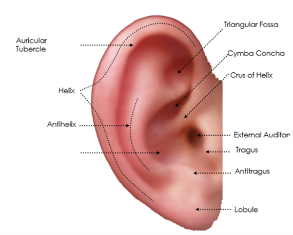 <p>label missing part</p>