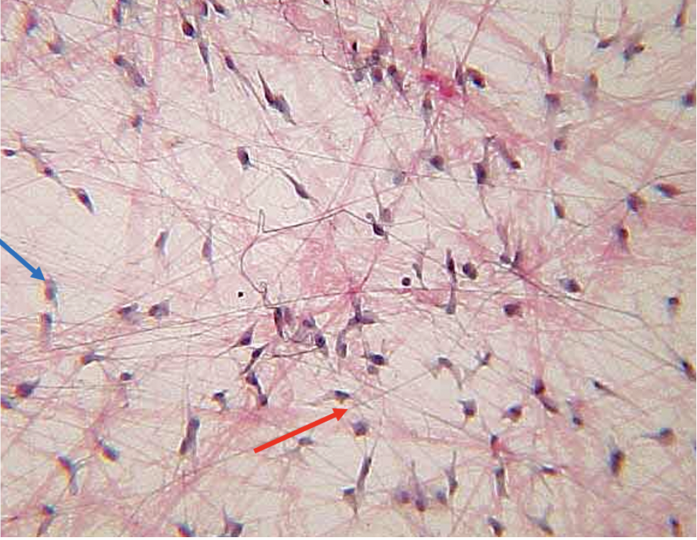 <p><span>Identify this tissue</span></p>