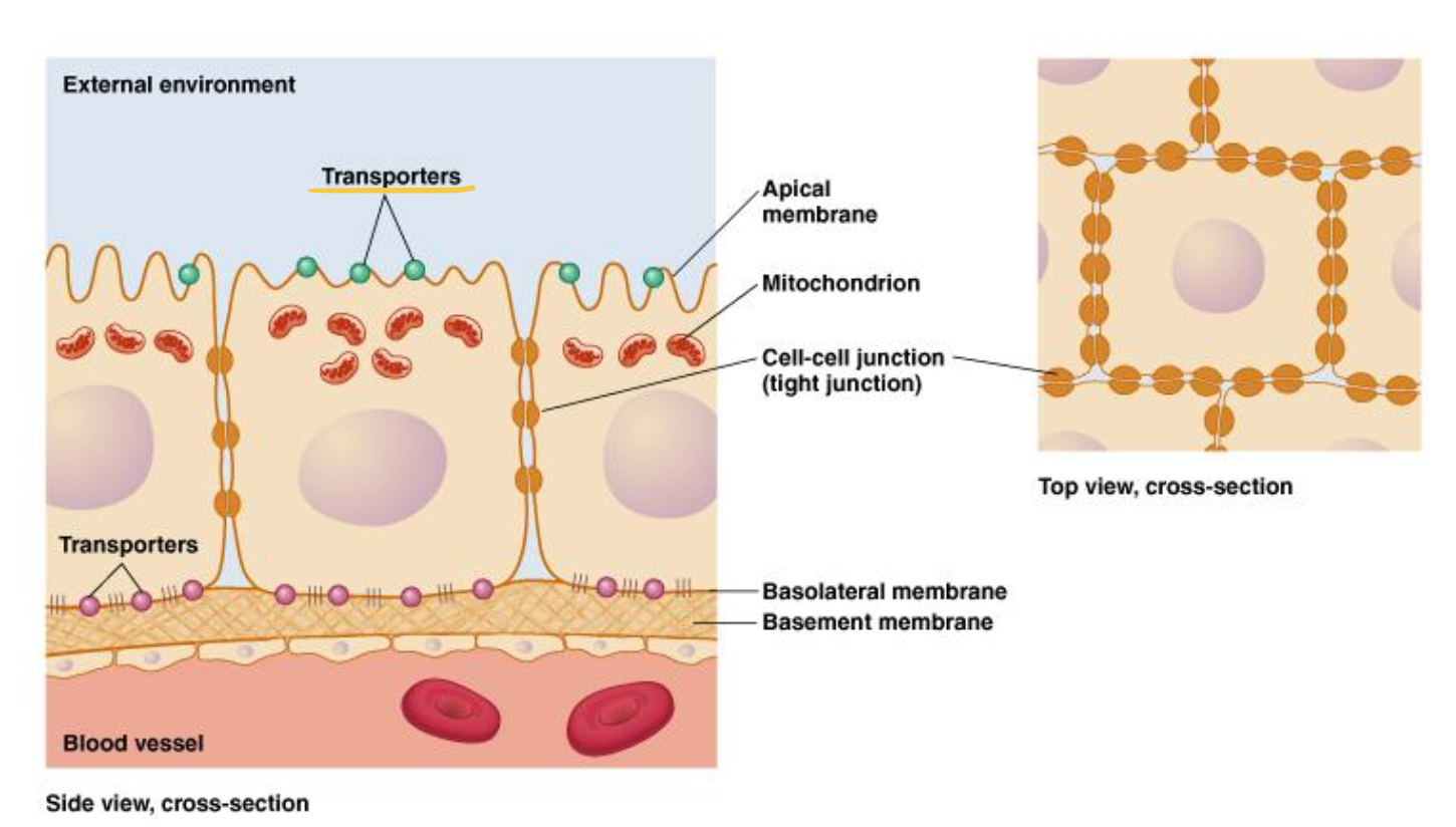 <p>Looking at this diagram, what are 4 epithelial properties for ion movement? </p><p>Hint: 1 of these are not directly on the diagram.</p>
