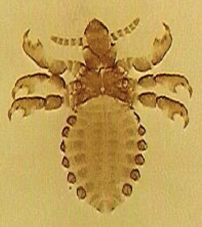 <p>name, host, and chewing or sucking?</p>