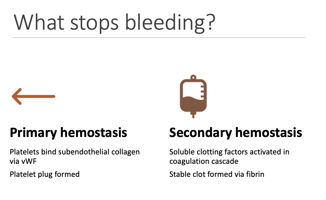 <p>Primary - platelet plug.</p><p>Secondary - Stable clot via fibrin.</p>