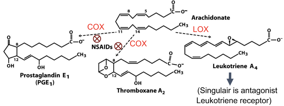 <p>What converts arachidonic acid to prostaglandins?</p>