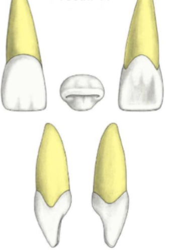 <p>Which tooth is this</p>