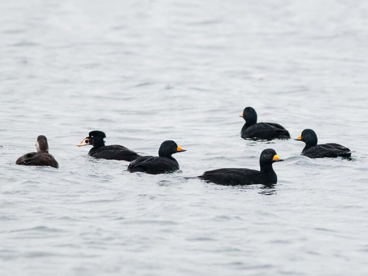 <p>Black Scoter</p>