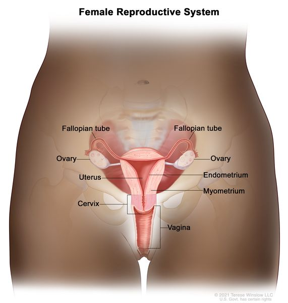 <p><strong>ovaries, uterus, vagina</strong>; produces gametes (oocytes or eggs), hormones (estrogen, progesterone)</p>