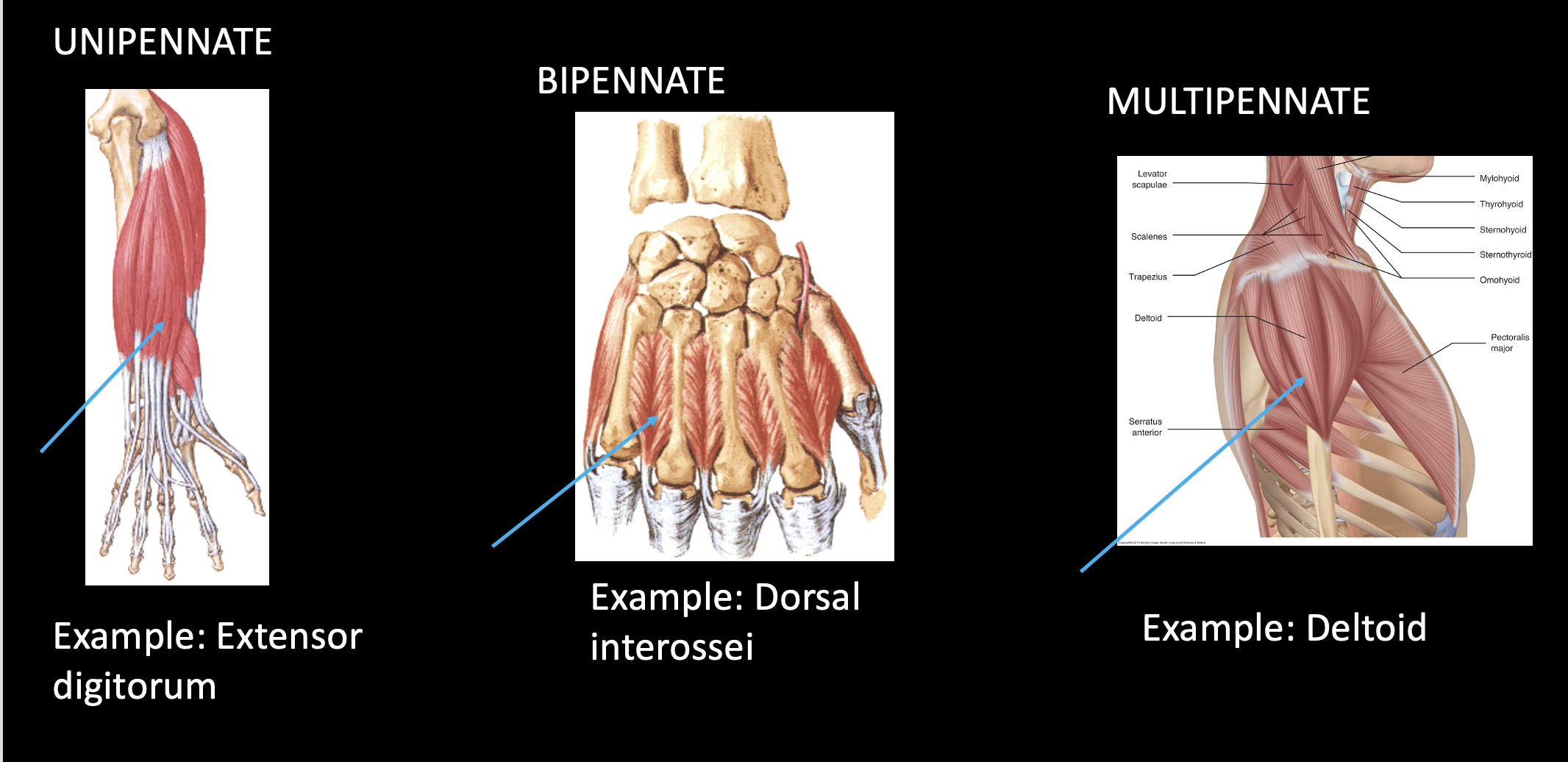 <p>-more muscle fibers to surface area increases force of contraction (*mechanical advantage)</p><p><strong>-unipennate:</strong> 1 central tendon and fibers off 1 side; <mark data-color="red" style="background-color: red; color: inherit;">ex=extensor digitorum</mark></p><p><strong>-bipennate:</strong> fibers off both sides 45 degrees; <mark data-color="red" style="background-color: red; color: inherit;">ex=dorsal interossei</mark></p><p><strong>-multipennate:</strong> multiple plumes in body; ex=deltoid</p>