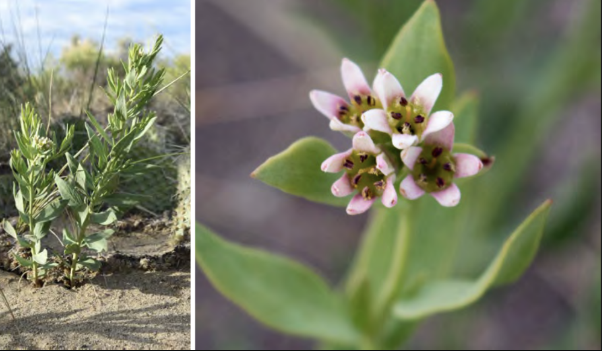 <ul><li><p>Bastard toadflax</p></li><li><p>Sandalwood family</p></li></ul><p></p>