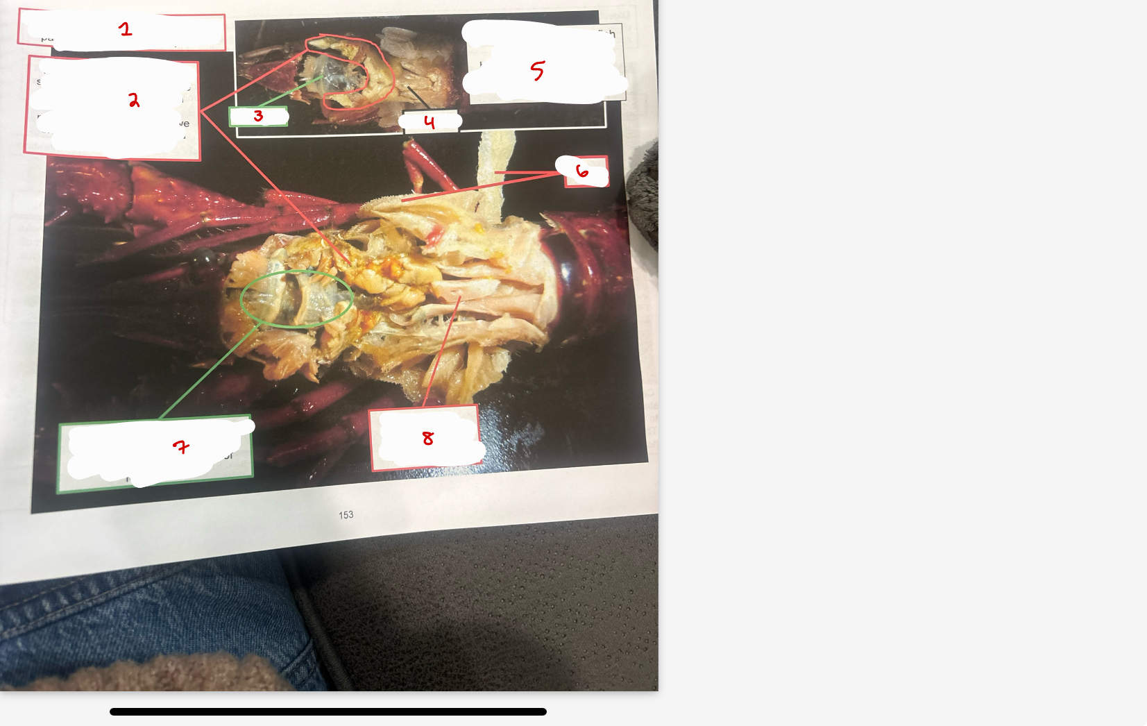 <p>Digestive System</p>