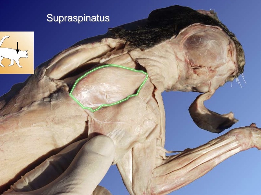 <p>supraspinatus</p><p>action: abducts humerus</p><p>s: acromio-deltoid</p><p>a: latissimus dorsi</p>