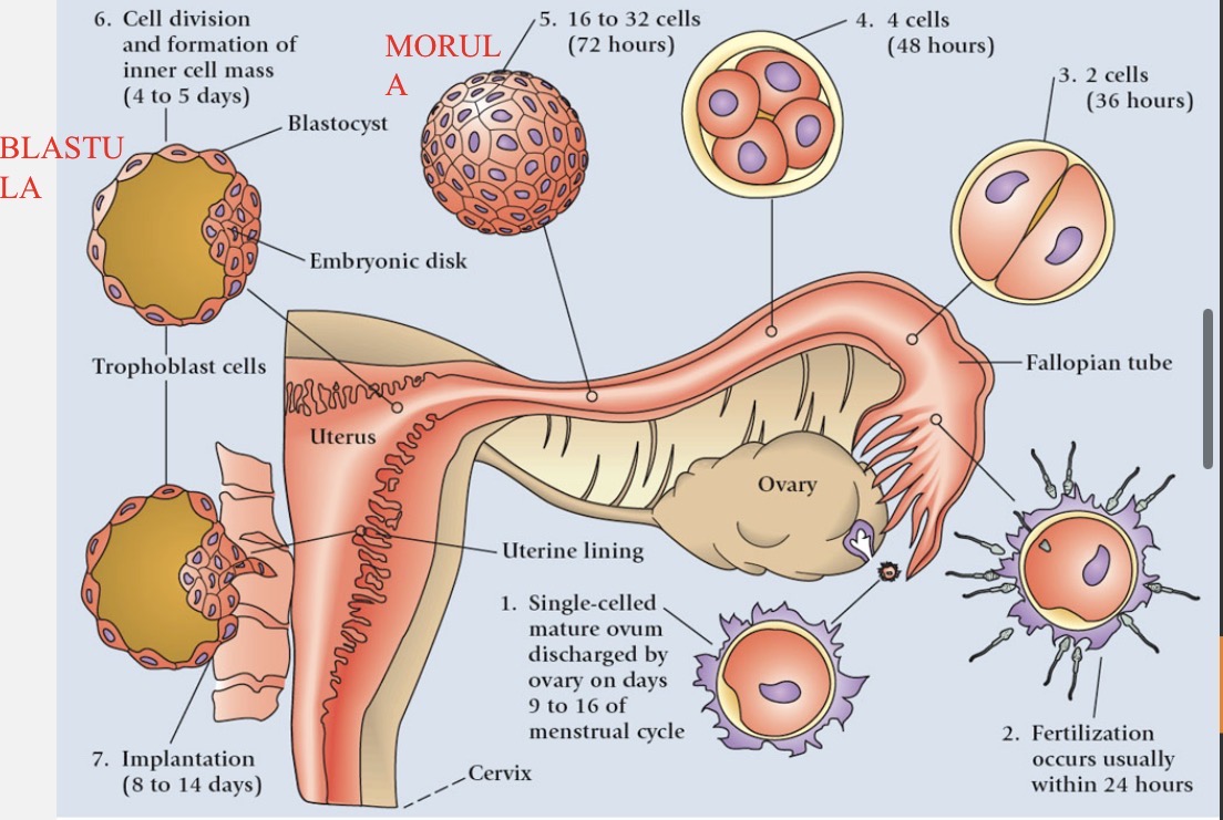 <p>several hundred million <strong>sperm</strong> <strong>released</strong> into vagina per <strong>ejaculation</strong></p><p>many sperm <strong>destroyed</strong> by vaginal <strong>acidity</strong></p><p>sperm then travel up vagina (<strong>cervix → uterus → oviduct (fallopian tube)</strong>)</p>