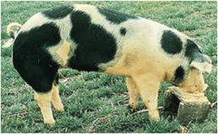 <p>Spot Swine Breed</p>
