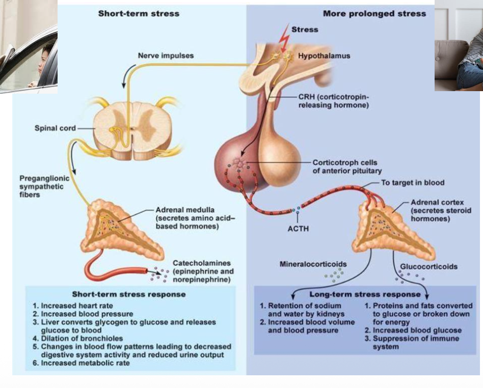 <ol><li><p>acute stress- SNS activation leads to adrenaline secretion </p></li><li><p>chronic stres- SNA activation +HPA axis sustained activation leads to higher cortisol secretion </p></li><li><p>long term consequences include physical and menal fatigue, immunosuppression, burnout and mental disorders, metabolic disorders, cardiovascular diseases, and sleep disorders </p></li></ol><p></p>