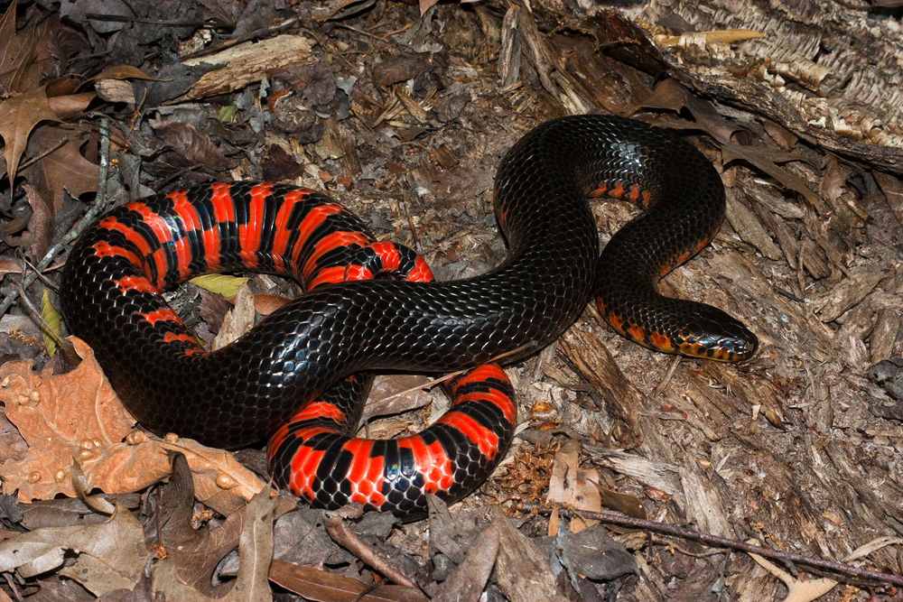<p>farancia abacura (ring-bellied mudsnake)</p>